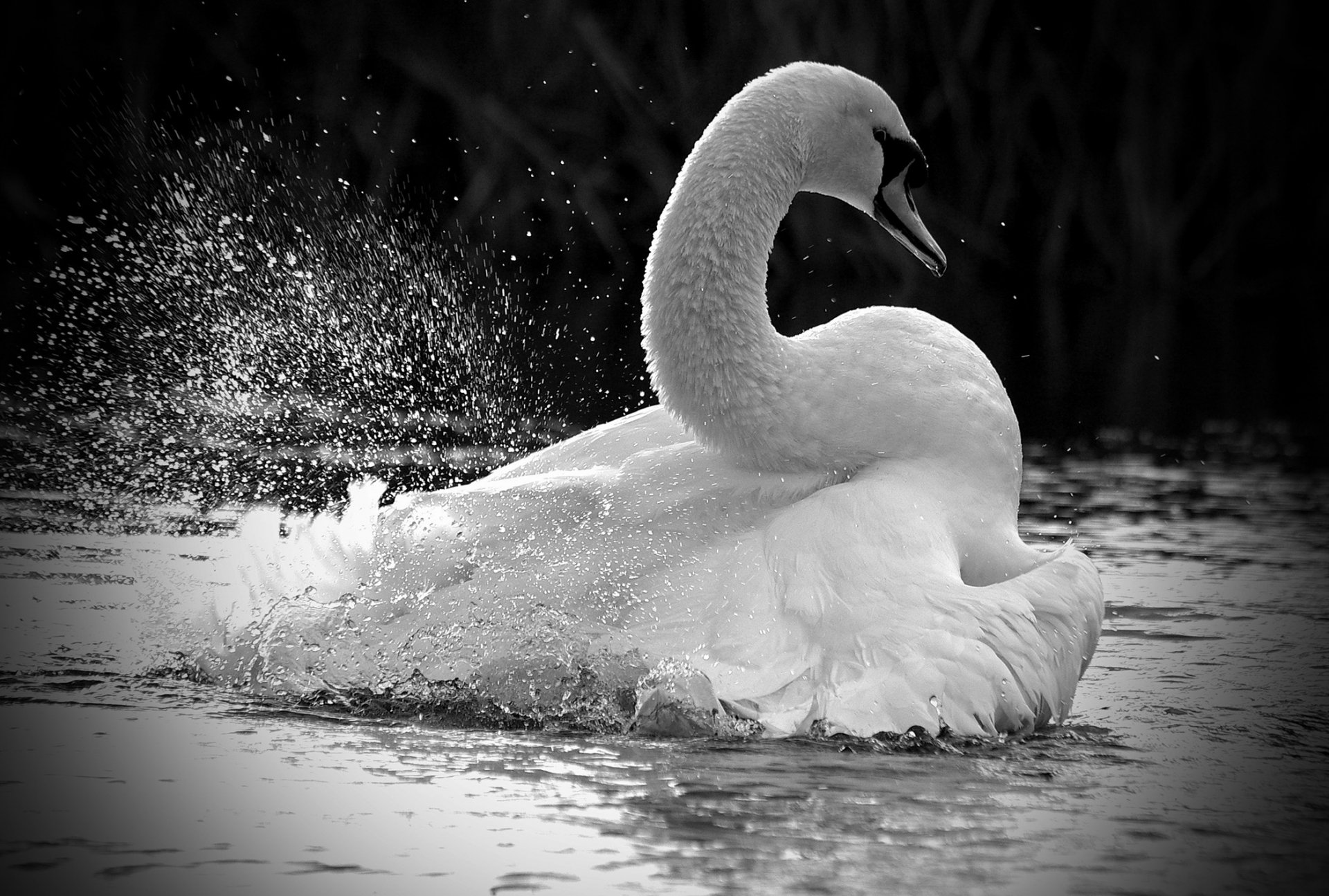 Mute swan Full HD Wallpaper and Background Image | 2100x1416 | ID:344110