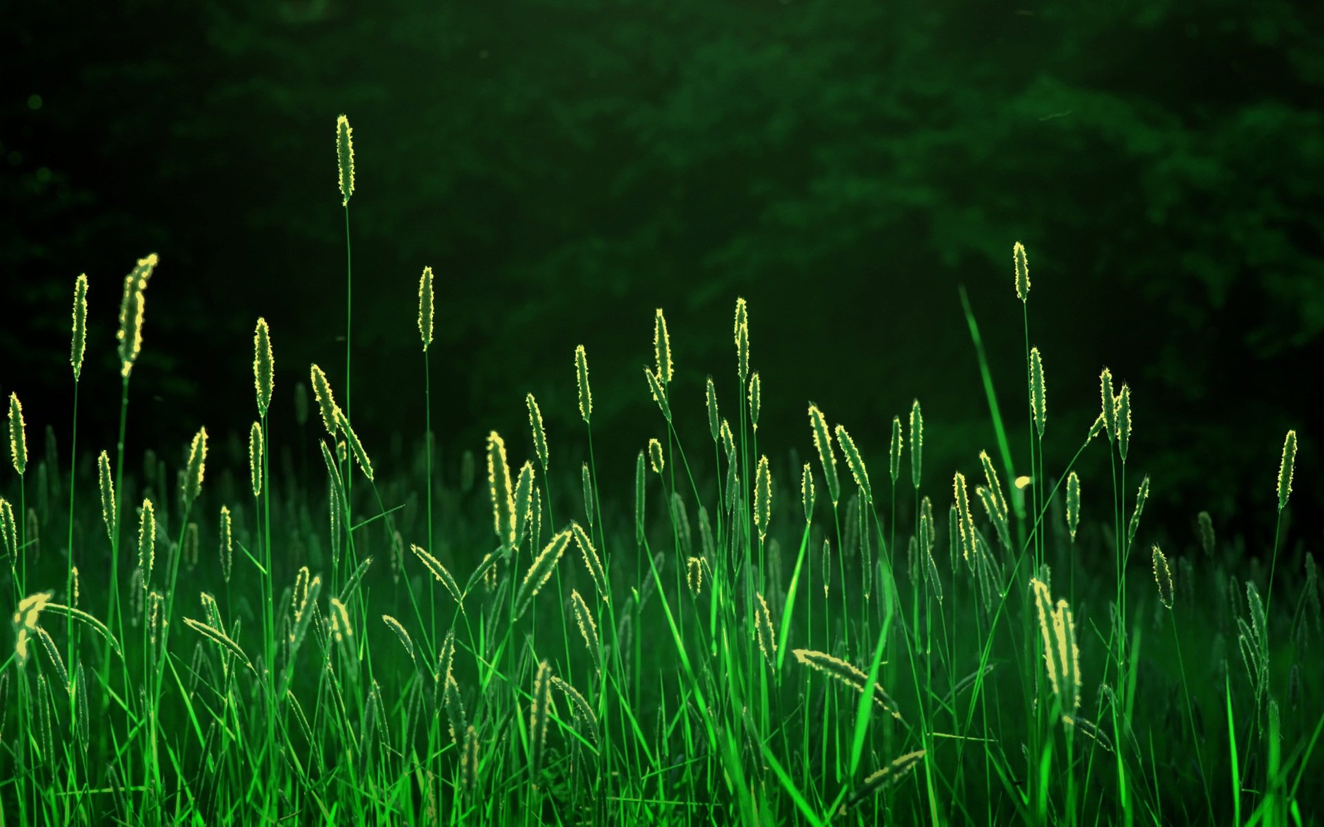 Serene Wheat Fields - HD Wallpaper