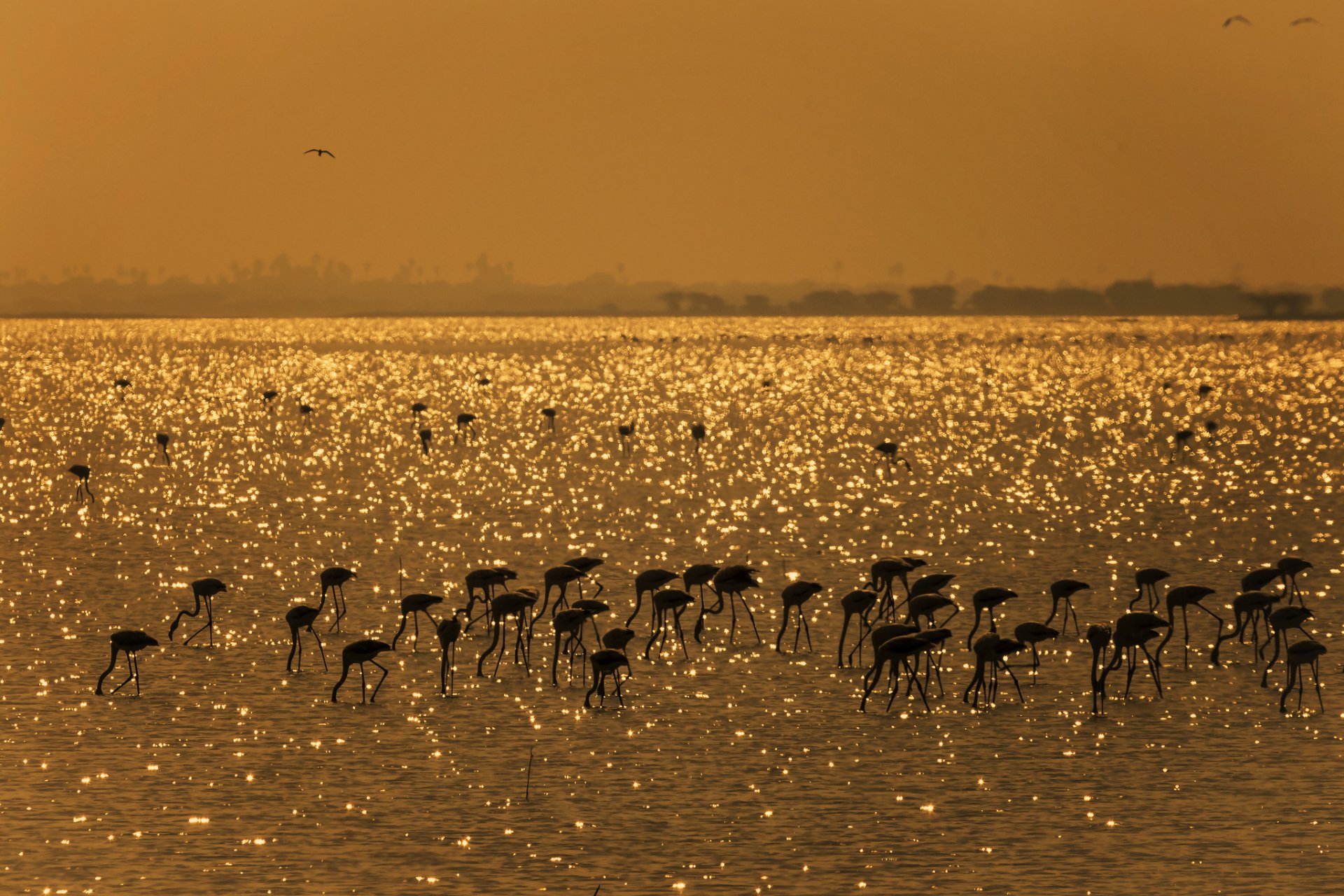 HD PC desktop wallpaper featuring a flock of flamingos wading through shimmering golden water at sunset.