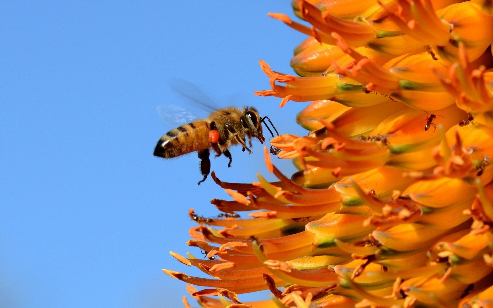 HD PC desktop wallpaper and background showing a bee (animal) in close-up, hovering by a cluster of bright orange flowers against a clear blue sky.