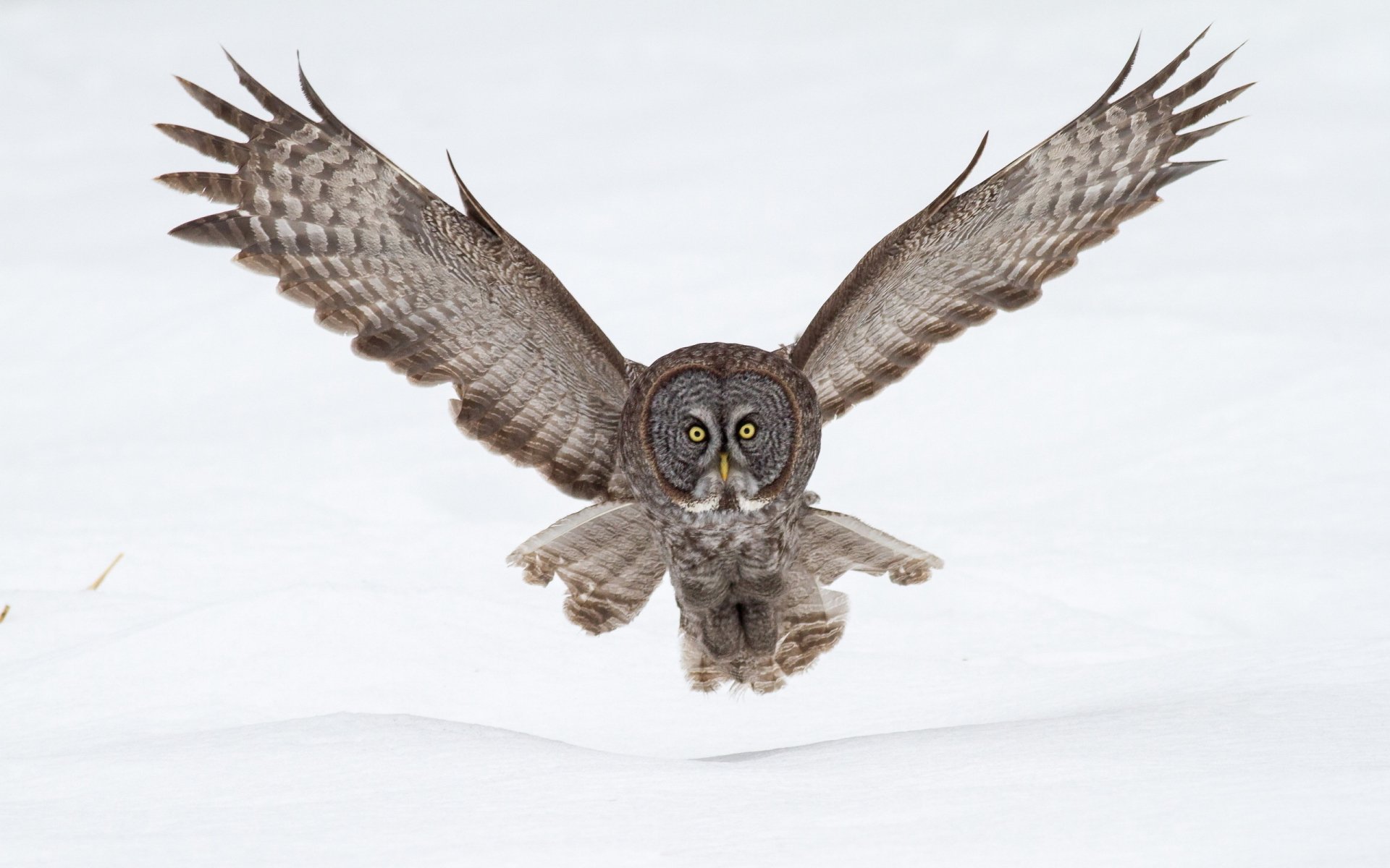 Great grey owl in full flight over snow, wings outstretched and eyes fixed forward — 2K Quad HD PC desktop wallpaper and background.