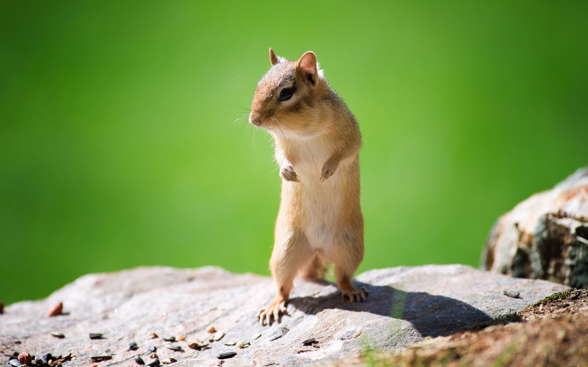 Download Animal Chipmunk HD Wallpaper