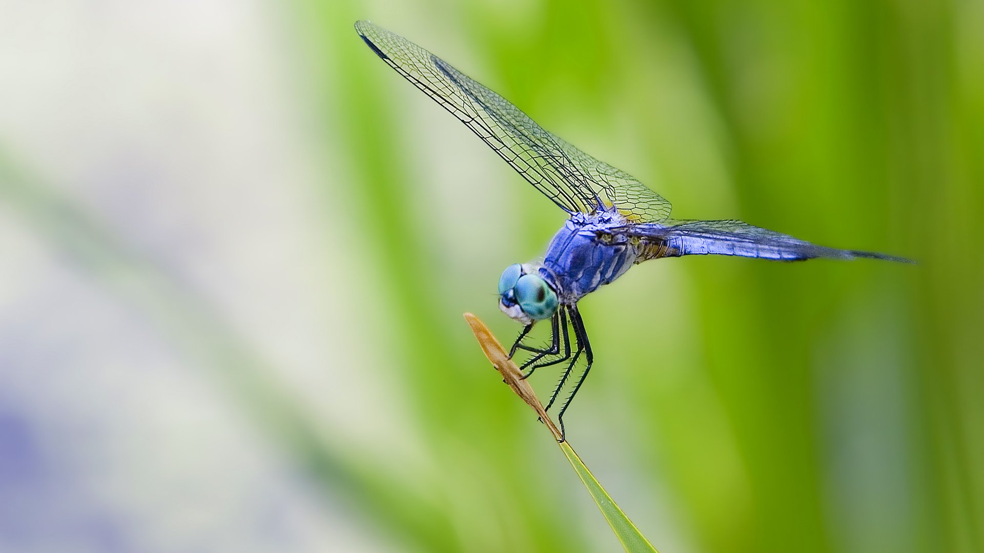 HD desktop wallpaper featuring a close-up of a vibrant blue dragonfly perched on a thin stem against a soft green blurred background.