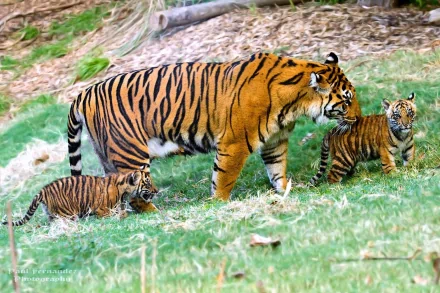 HD desktop wallpaper featuring a tiger with two cubs walking through a grass field, providing a picturesque background of nature and wildlife.