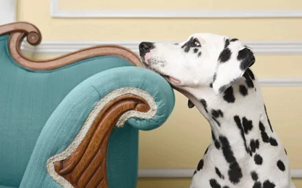 HD desktop wallpaper featuring a cute Dalmatian dog resting its head on the armrest of a vintage teal sofa, showcasing the charm of this spotted animal.