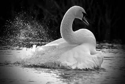 Black and white HD desktop wallpaper featuring a graceful mute swan splashing in the water, highlighting the elegance of this animal in motion.