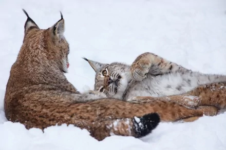 HD PC desktop wallpaper featuring two lynxes resting and playing together in the snow, capturing the natural beauty and behavior of these wild animals.