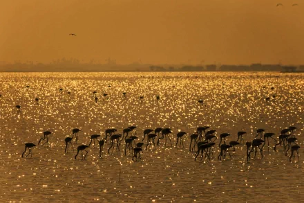 HD PC desktop wallpaper featuring a flock of flamingos wading through shimmering golden water at sunset.