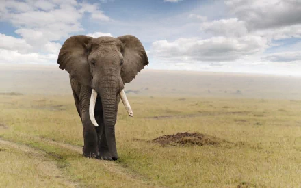 HD desktop wallpaper featuring a majestic African bush elephant standing in a vast grassy savanna under a cloudy sky.