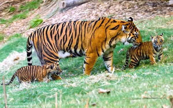 HD desktop wallpaper featuring a tiger with two cubs walking through a grass field, providing a picturesque background of nature and wildlife.