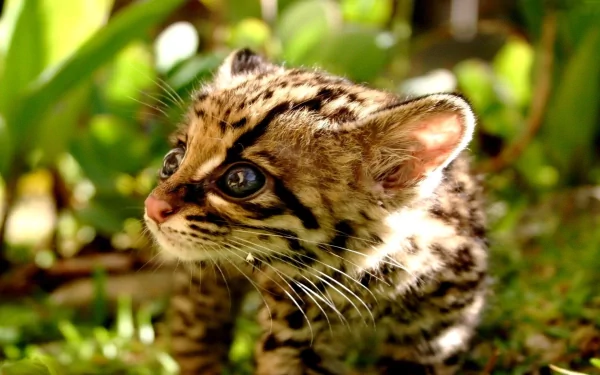 HD PC desktop wallpaper featuring a close-up of a cute ocelot kitten surrounded by vibrant green foliage.