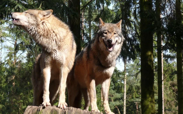 HD desktop wallpaper featuring two wolves standing on a log in a sunlit forest with tall evergreen trees in the background.