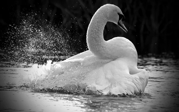 Black and white HD desktop wallpaper featuring a graceful mute swan splashing in the water, highlighting the elegance of this animal in motion.