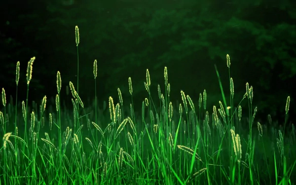 nature wheat HD Desktop Wallpaper | Background Image