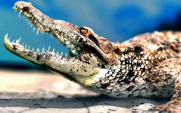 Animal crocodile HD Desktop Wallpaper | Background Image
