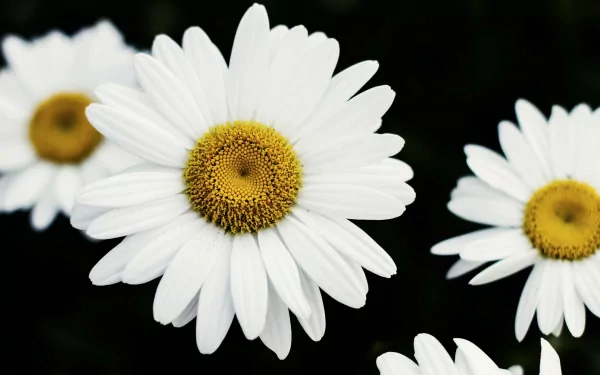 nature daisy HD Desktop Wallpaper | Background Image