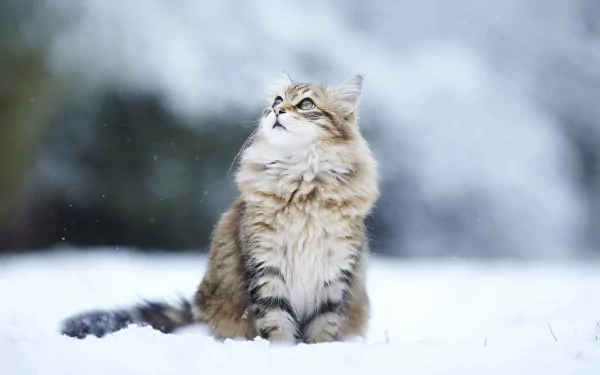 A fluffy cat sits in the snow, gazing upwards. HD desktop wallpaper and background.