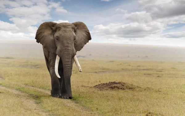 HD desktop wallpaper featuring a majestic African bush elephant standing in a vast grassy savanna under a cloudy sky.