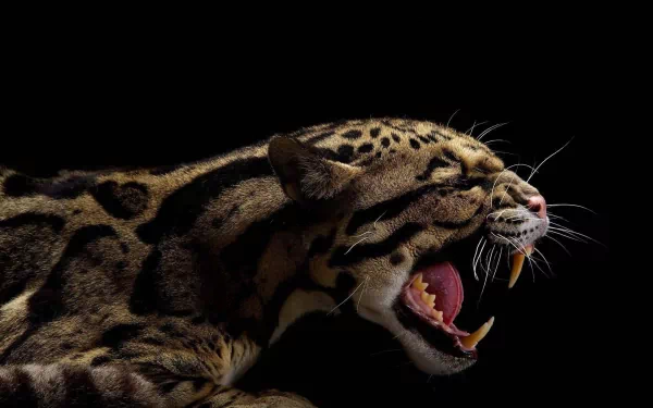 Animal clouded leopard HD Desktop Wallpaper | Background Image