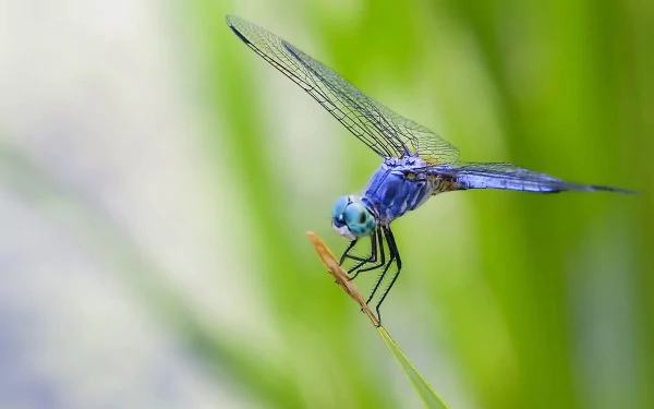 HD desktop wallpaper featuring a close-up of a vibrant blue dragonfly perched on a thin stem against a soft green blurred background.