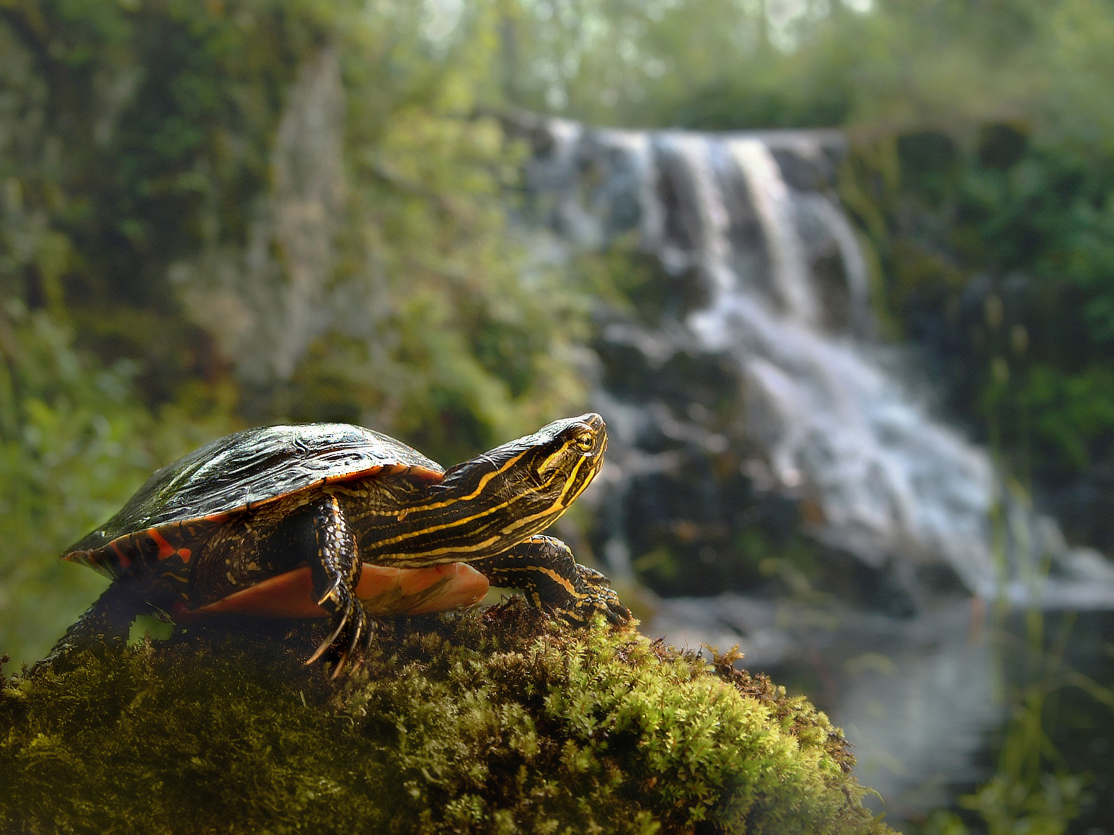 Turtle Wallpaper and Background Image | 1600x1200 | ID:345285