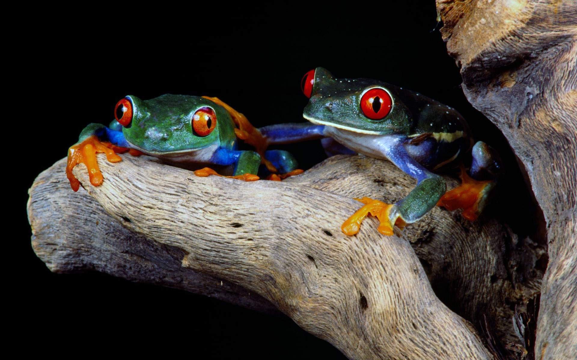 Animal Red Eyed Tree Frog HD Wallpaper | Background Image