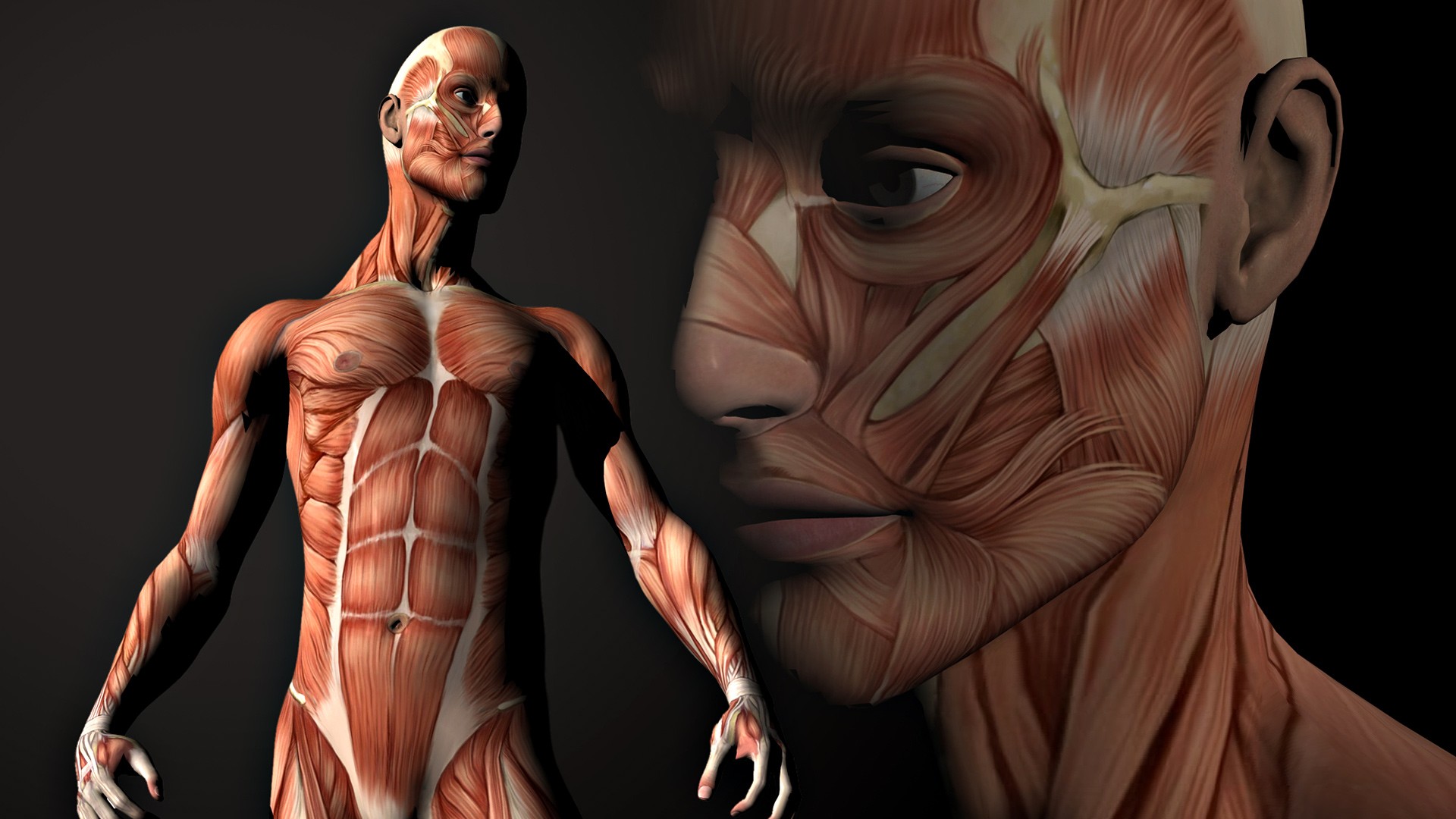 50+ Artistic Anatomy HD Wallpapers and Backgrounds