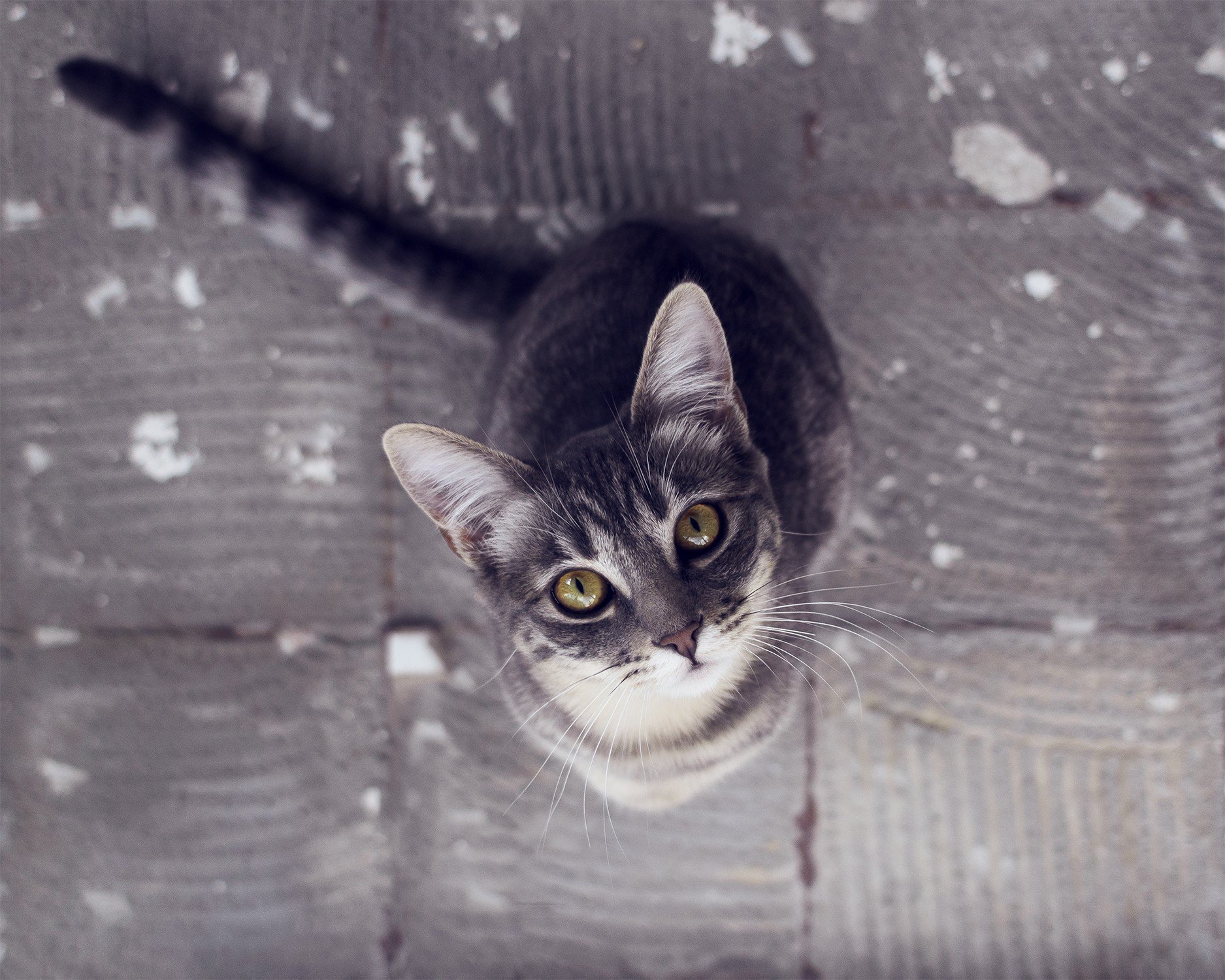 A serene gray cat with striking yellow eyes looks up, set against a textured gray background. This charming image serves as an HD desktop wallpaper and background.