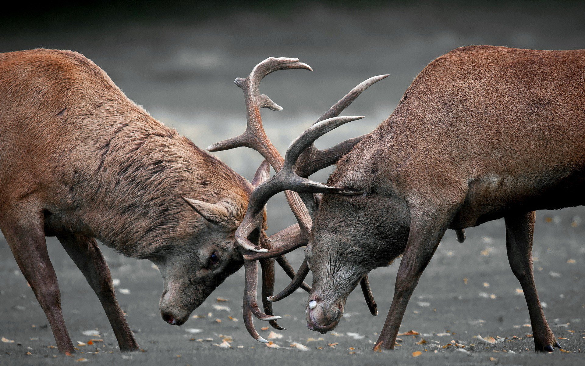 elk fighting wallpaper