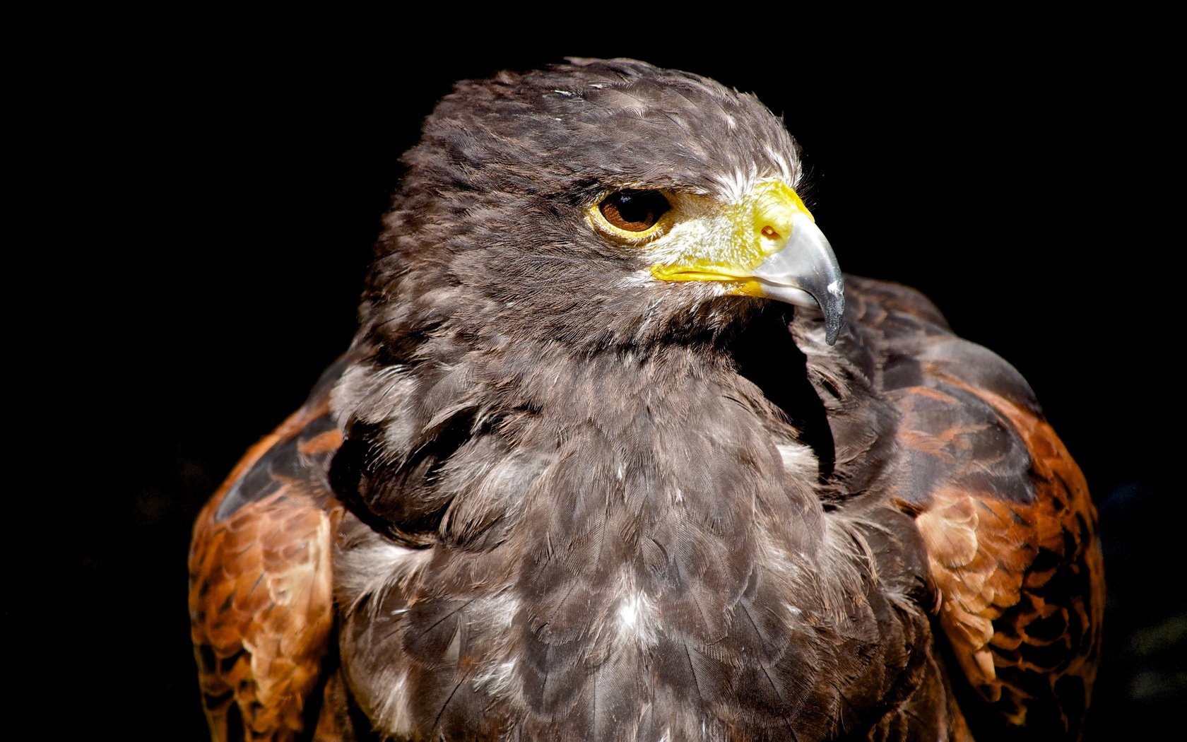 Download Animal Eagle Wallpaper