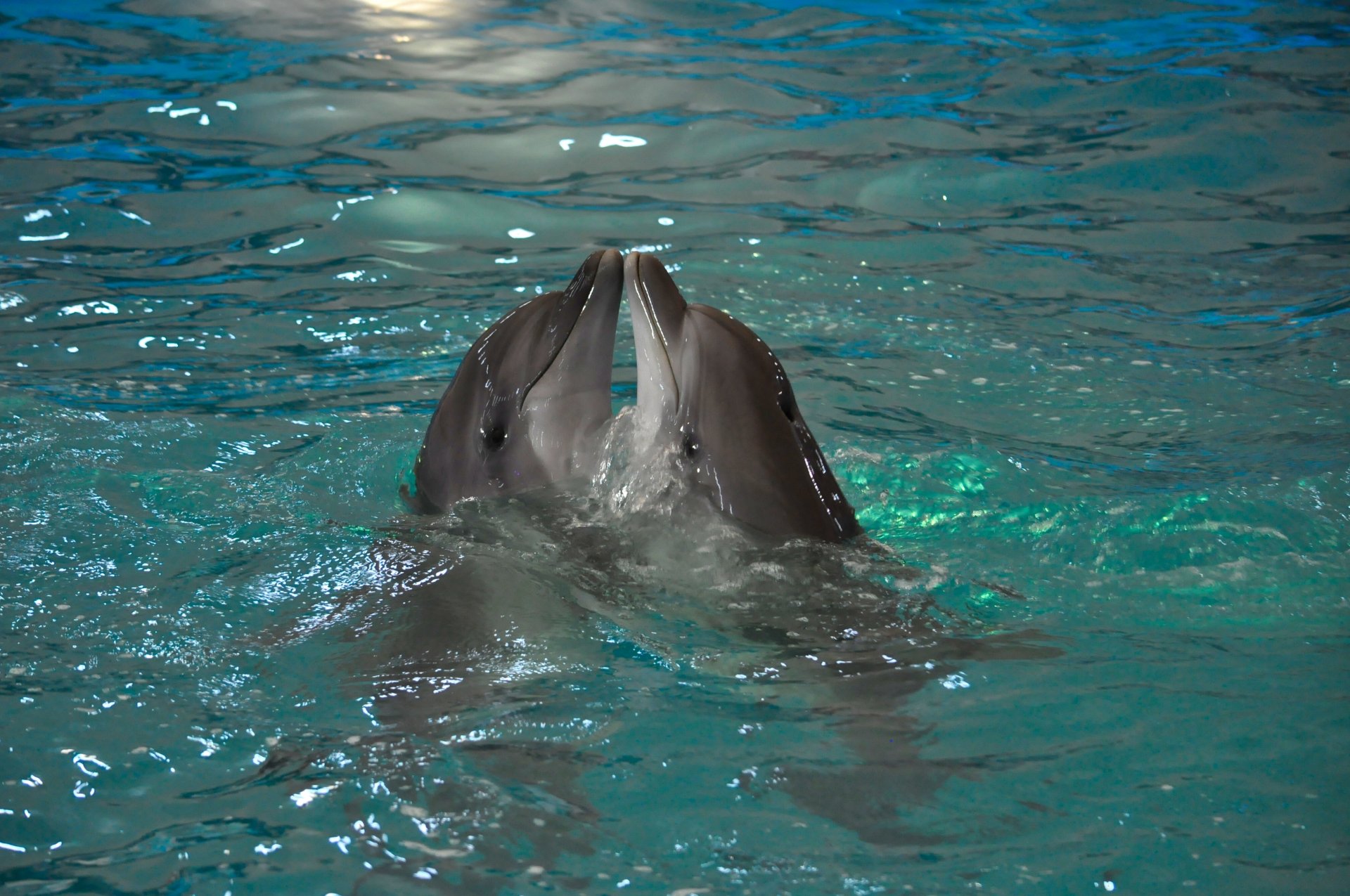 HD desktop wallpaper of two Bottlenose Dolphins touching their mouths playfully in clear blue water.