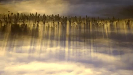 A serene landscape featuring tall trees reflected in misty clouds under a soft, atmospheric sky, creating a tranquil nature scene for an HD desktop wallpaper.