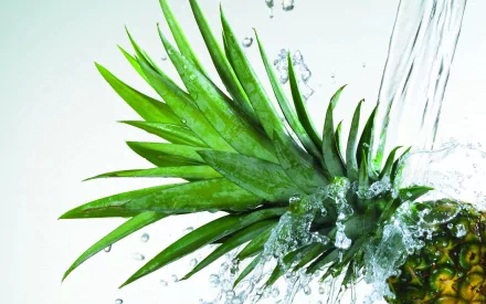 food pineapple HD Desktop Wallpaper | Background Image