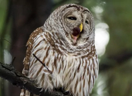 HD PC desktop wallpaper of a barred owl perched on a branch, beak open and striped plumage set against a soft, blurred forest background.