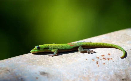 HD PC desktop wallpaper and background featuring an animal, a bright green lizard resting on a sunlit concrete ledge against a soft green blurred backdrop.