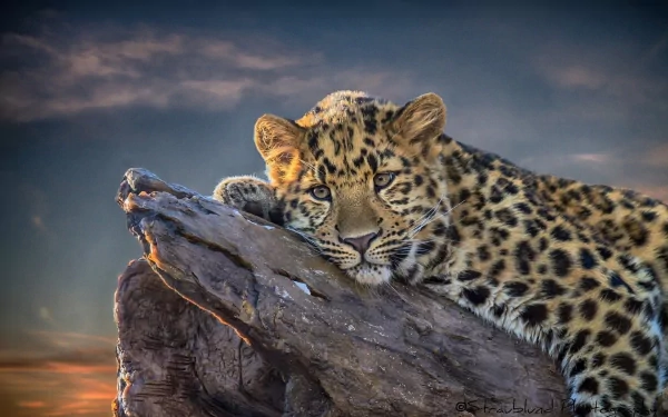 HD wallpaper of a leopard resting on a rock under a serene sky, captured in stunning detail and vibrant colors.