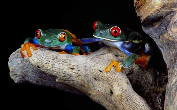 HD desktop wallpaper featuring two vibrant red-eyed tree frogs perched on a branch against a black background.