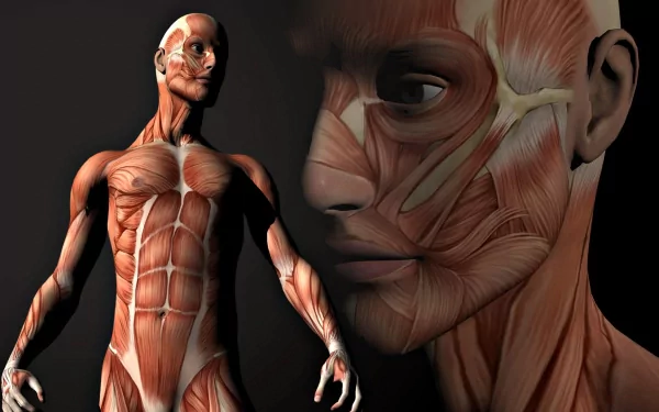 artistic anatomy HD Desktop Wallpaper | Background Image