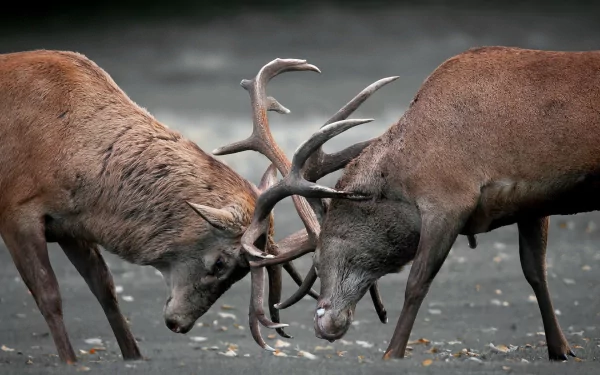 HD PC desktop wallpaper featuring two elk locked in a fierce antler clash against a blurred background.