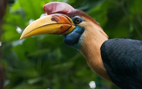 Close-up HD wallpaper of a colorful hornbill bird with a large yellow beak, set against a blurred green forest background.