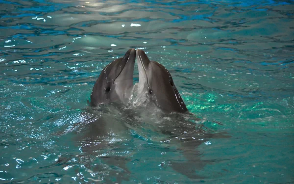 HD desktop wallpaper of two Bottlenose Dolphins touching their mouths playfully in clear blue water.
