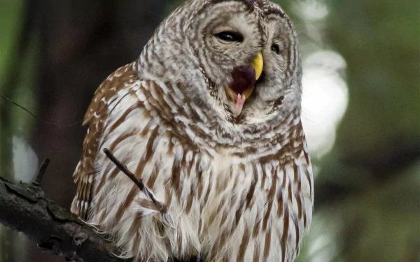 Animal barred owl HD Desktop Wallpaper | Background Image