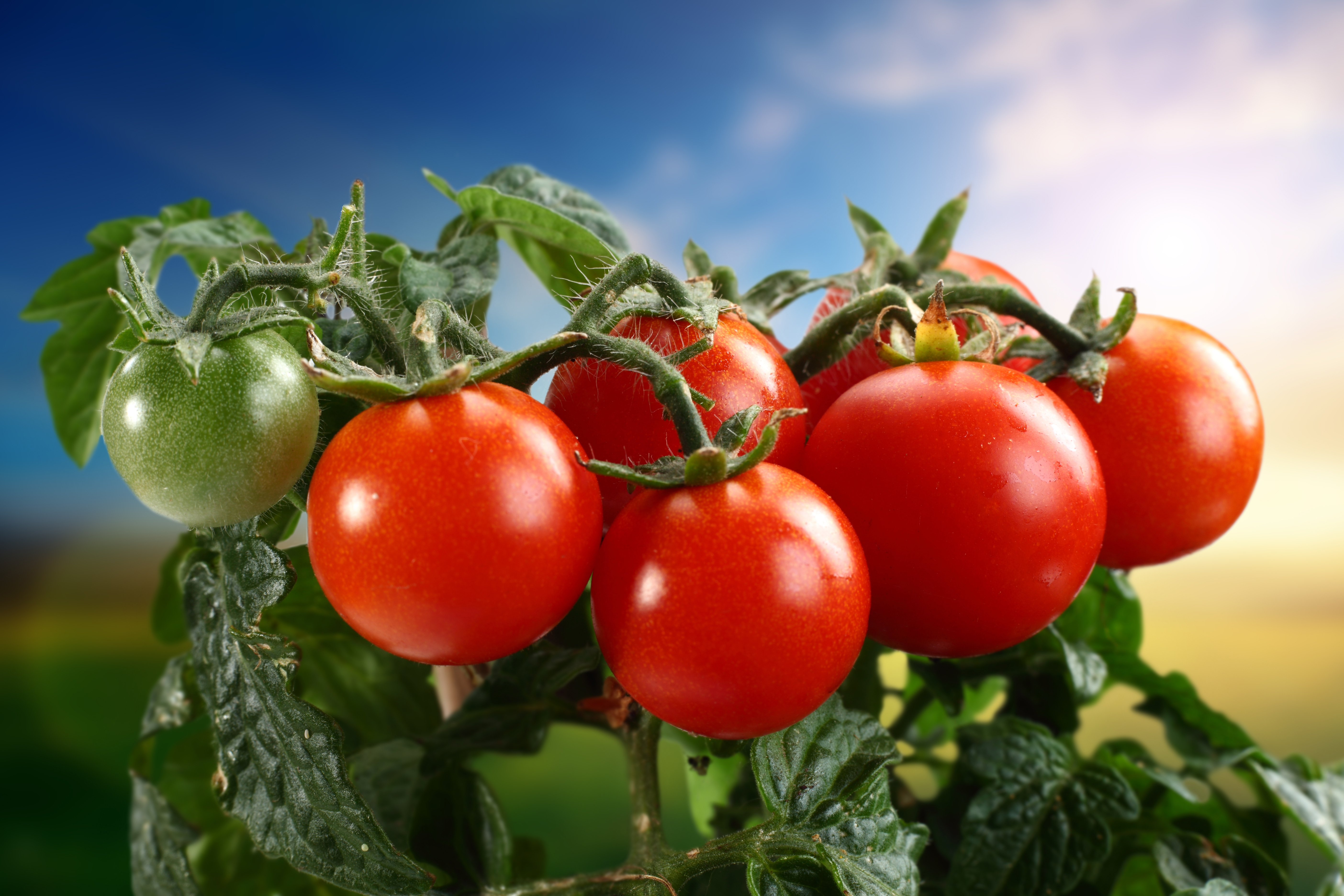 Food Tomato HD Wallpaper | Background Image