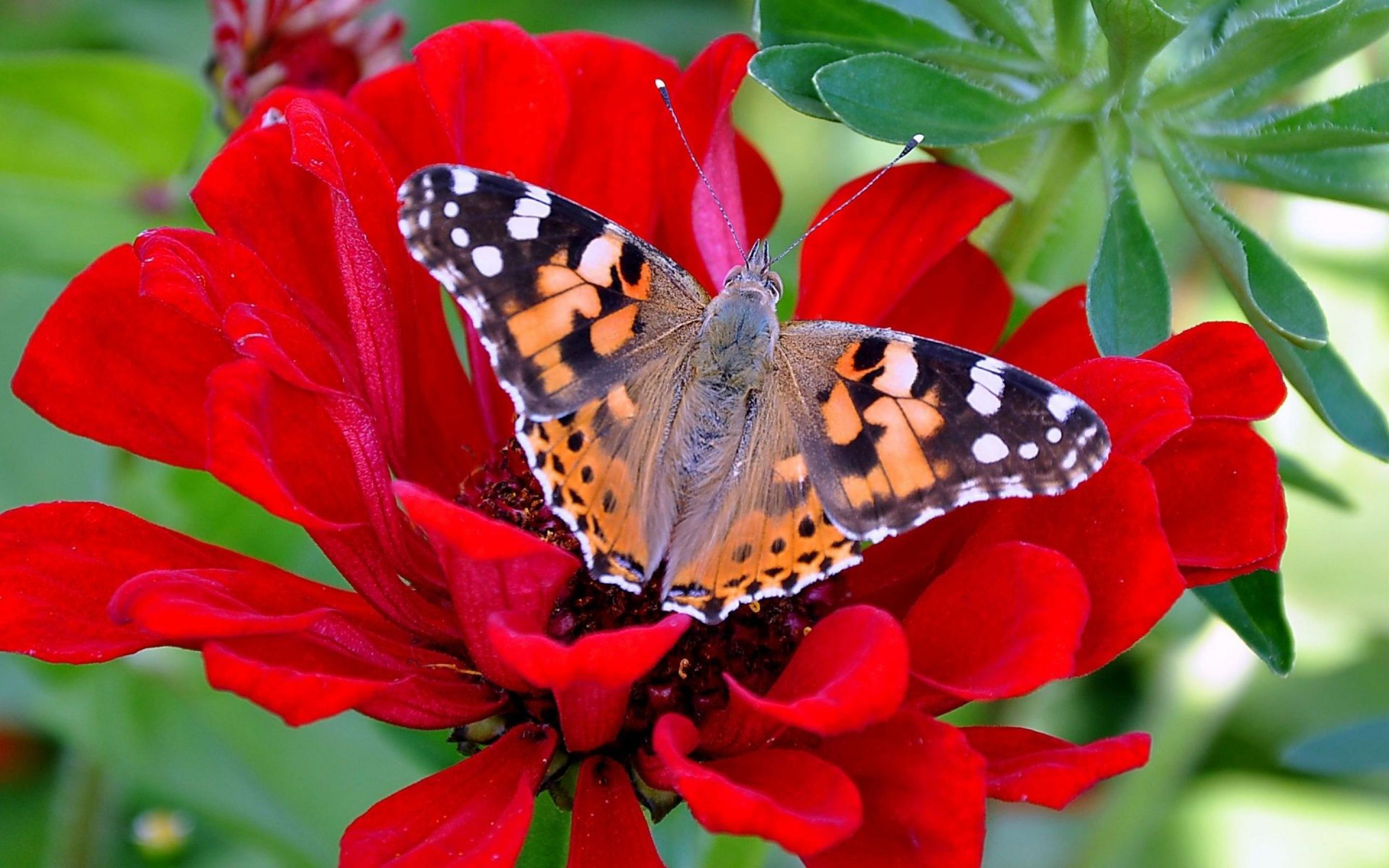 Красивые бабочки на цветах