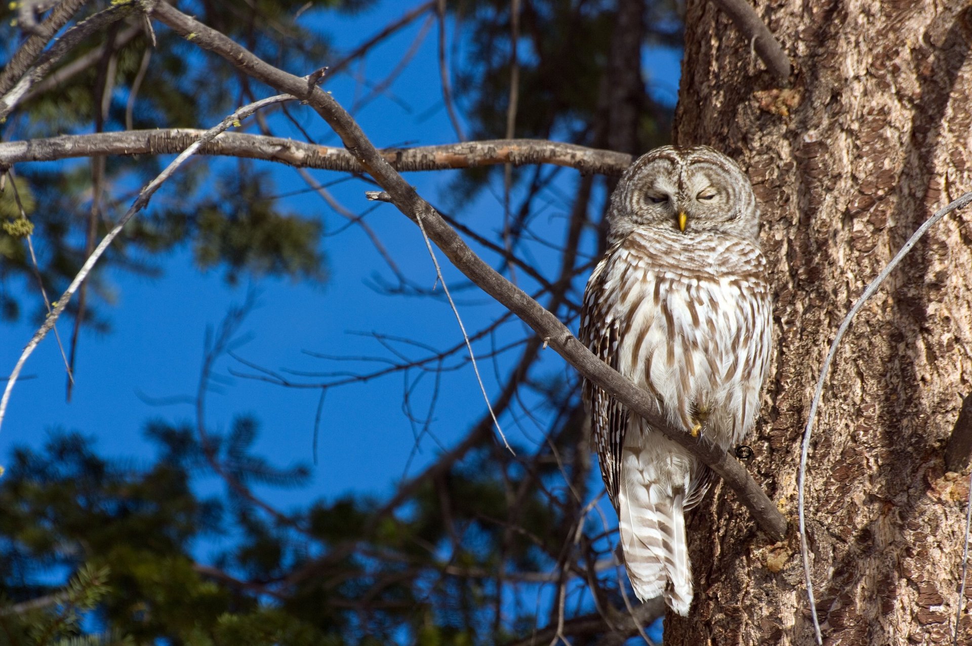Tawny owl perched on a tree branch against a clear blue sky, captured in HD for a striking PC desktop wallpaper background.