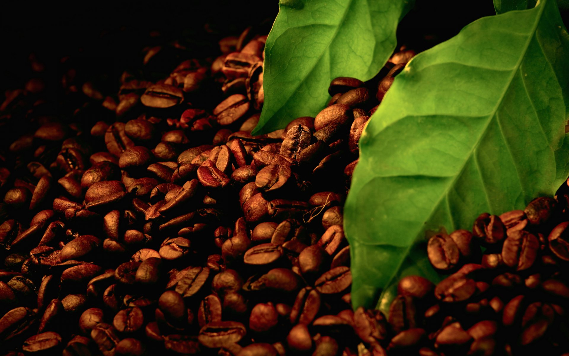 Roasted coffee beans piled beneath two vivid green leaves — food and leaf detail rendered as a 2K Quad HD PC desktop wallpaper/background.