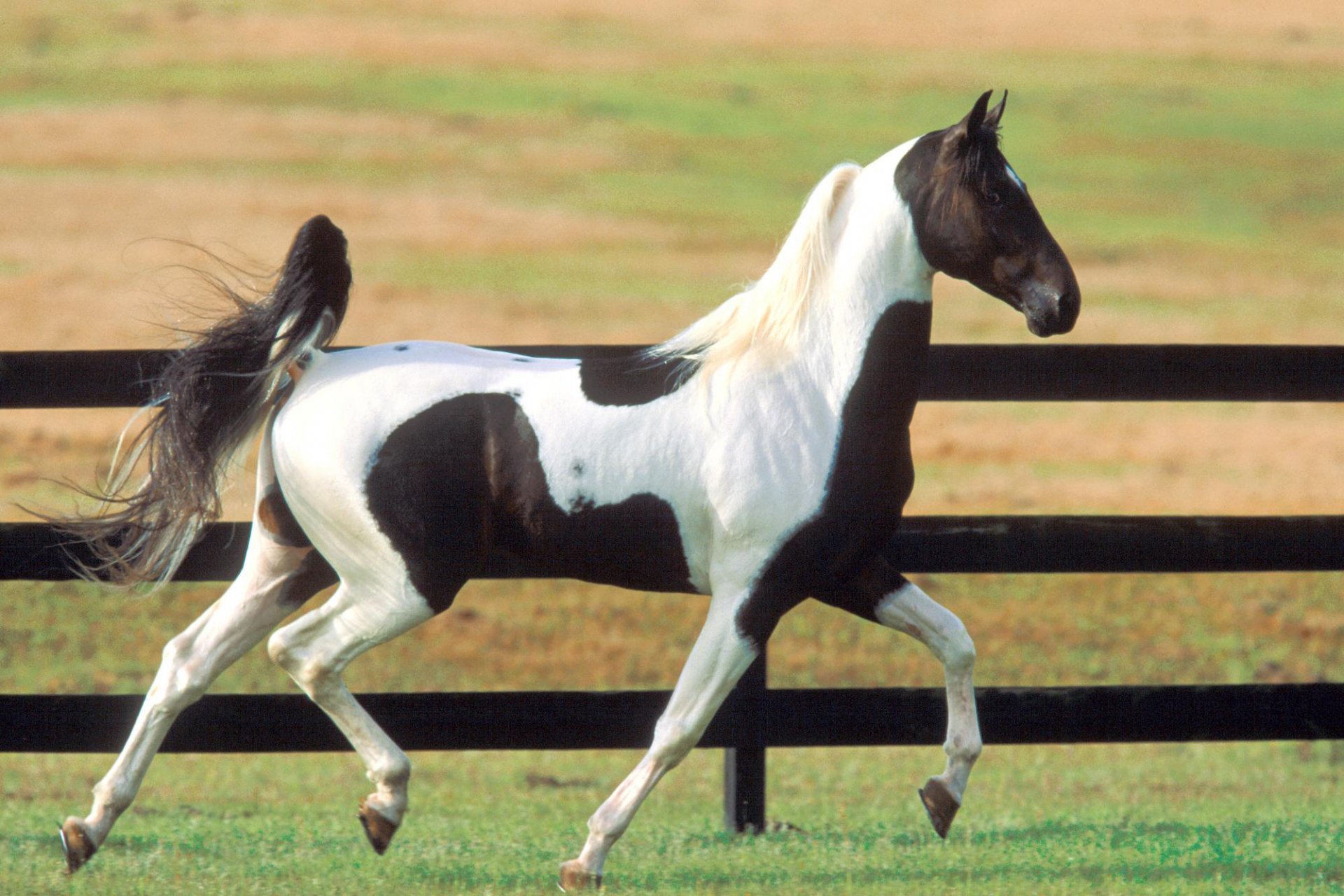 HD PC desktop wallpaper of a black and white horse trotting in a grassy field with a wooden fence in the background.