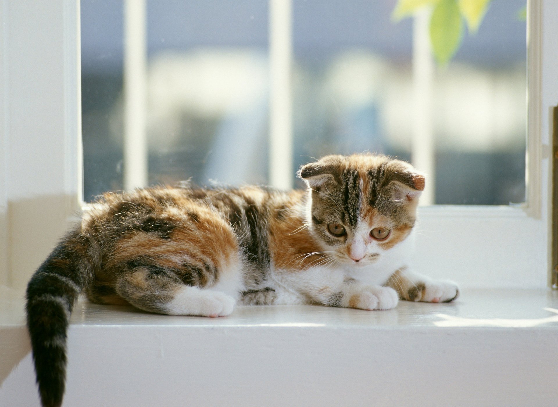 4K Ultra HD desktop wallpaper featuring a calico cat resting on a white windowsill, bathed in soft natural light.