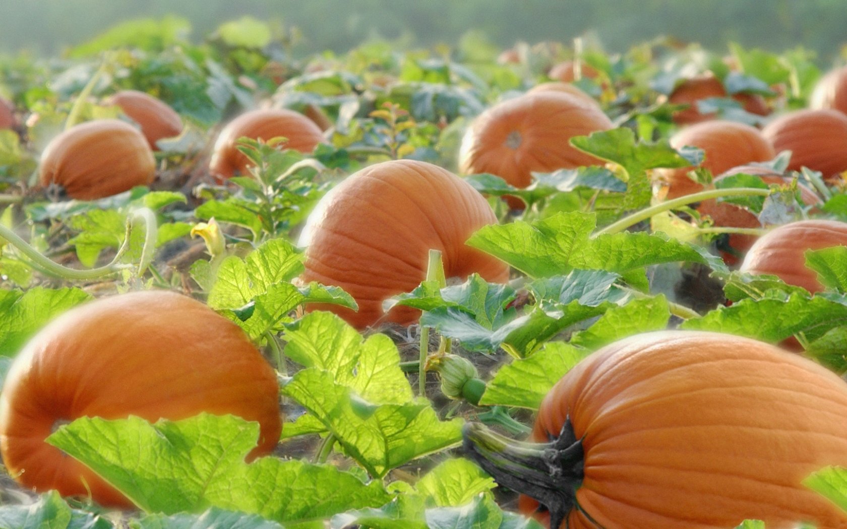 HD PC desktop wallpaper/background: bright orange pumpkins in a sunlit field among green vines, a food-themed autumn harvest scene.