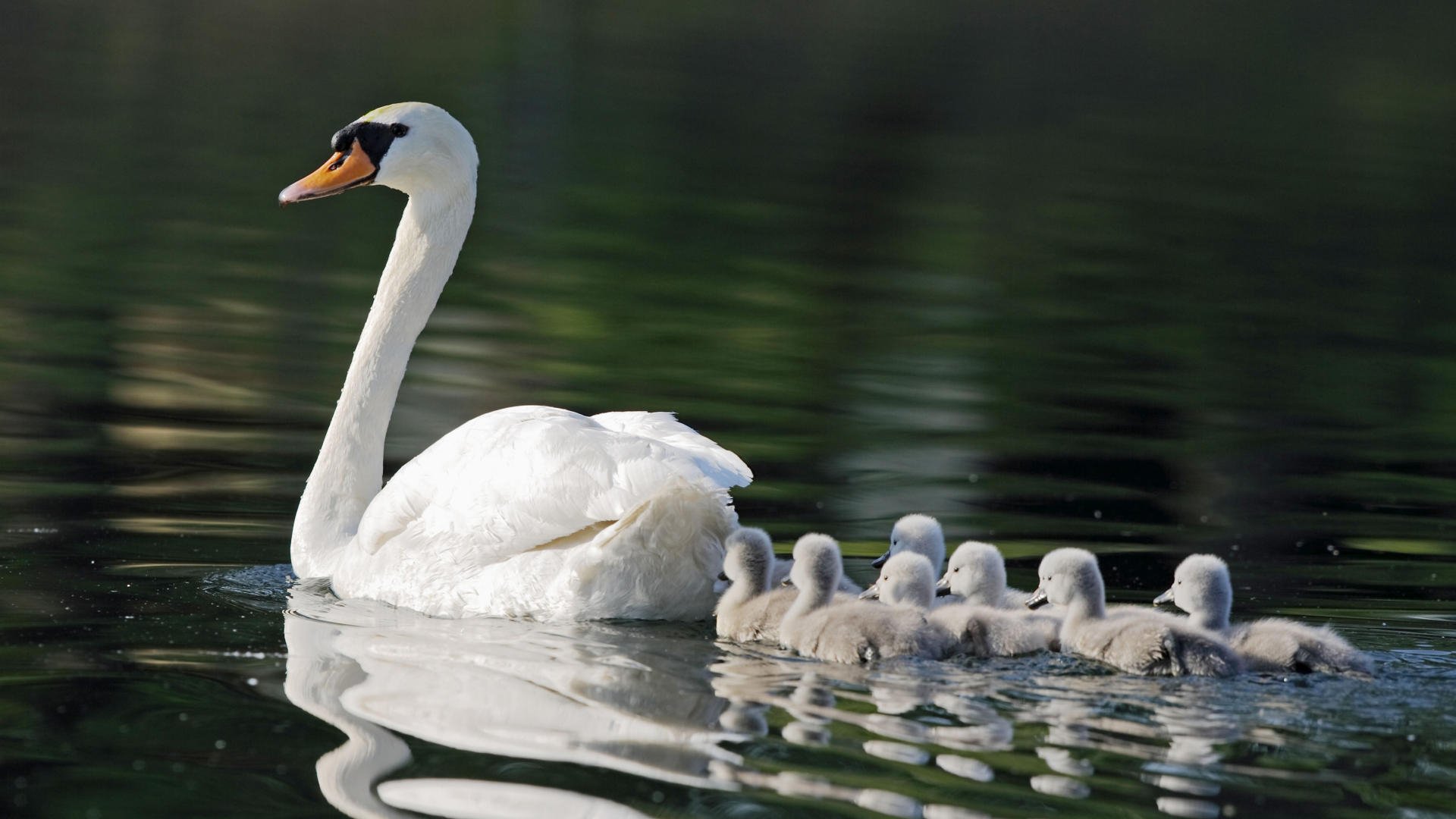 A mute swan glides on calm water with a line of fluffy cygnets following closely, captured in a high-definition desktop wallpaper.